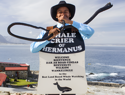 Legacy of Hermanus: The Whale Crier’s Tale