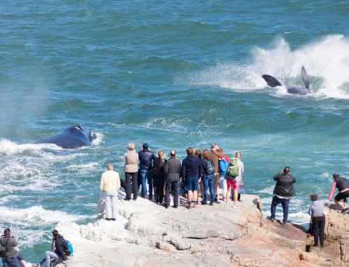 Discover the Best of Hermanus: August Events Guide