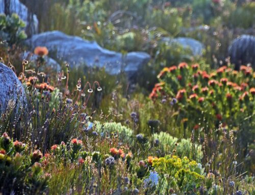 Chelsea Flowers in Stanford: A Blooming Delight