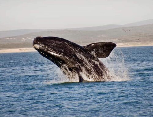 Experience the Magic of the 2024 Hermanus Whale Festival with Firefly Villas