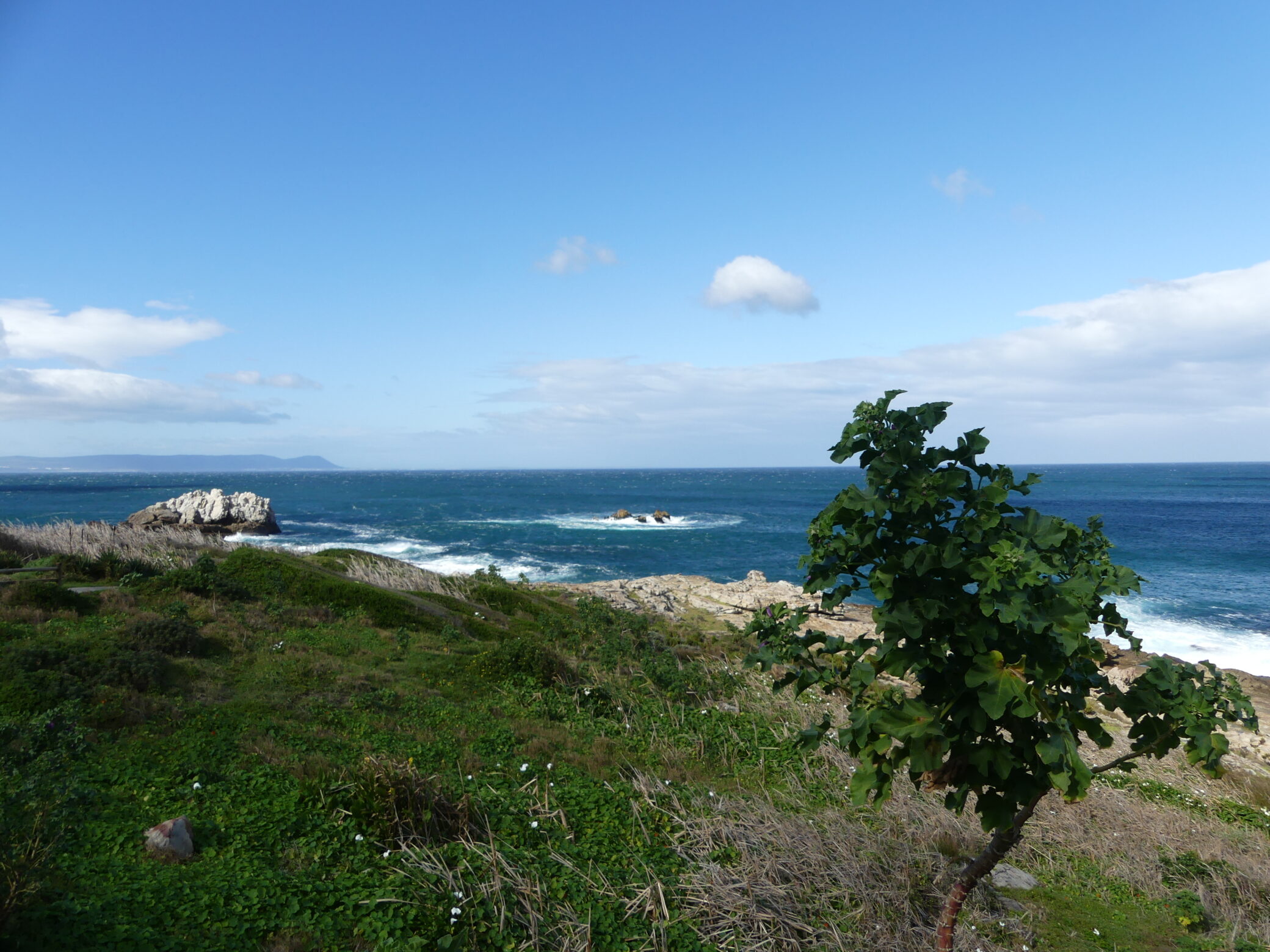 Hermanus Whale Crier