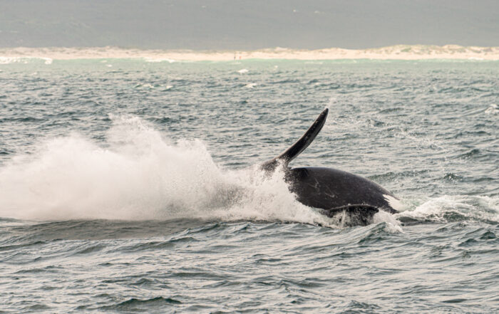 Hermanus Whale Crier