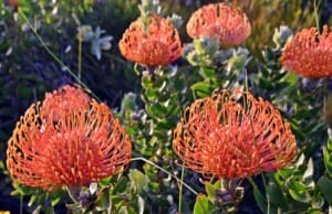 Chelsea Flowers in Stanford: A Blooming Delight