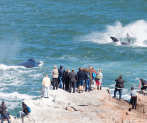 Discover the Best of Hermanus: August Events Guide