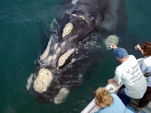 Gansbaai Stays: Where Adventure Meets Serenity