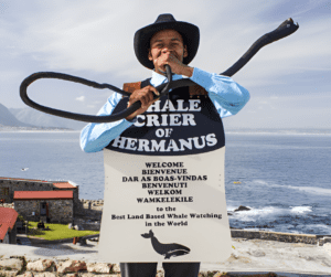 Legacy of Hermanus: The Whale Crier's Tale