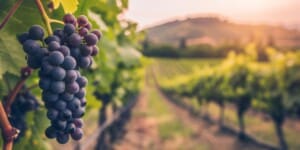 The Best Vineyards Near Hermanus