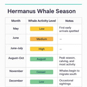 Why Hermanus is the Whale Watching Capital of the World